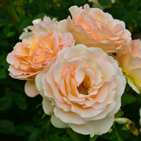 Cream and peach rose blossoms with layered petals on green stems