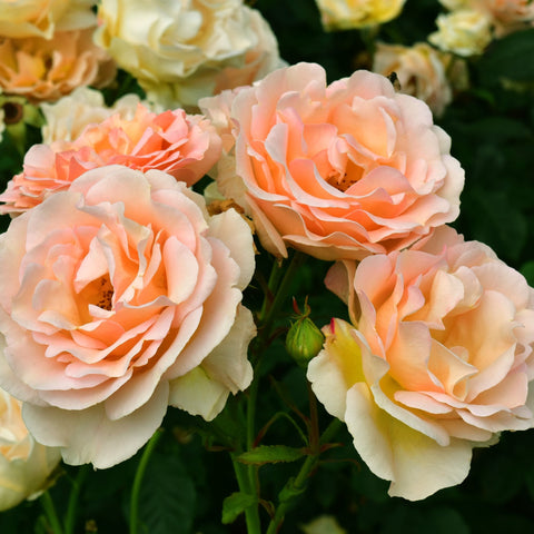 Cream and peach rose blooms with bright orange centers