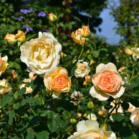 Cluster of white, orange, and peach roses with rosebuds and green leaves