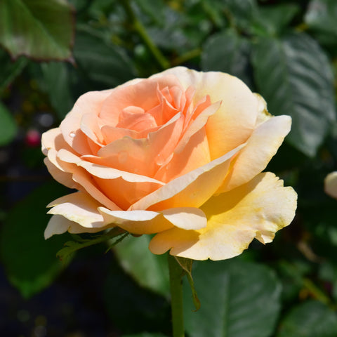 Churchill rose bloom, peach and creamy yellow petals with green leaves