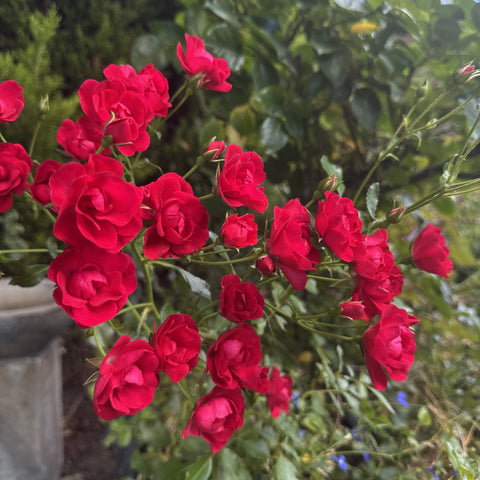 Red rose blossoms on a flowering rose plant with green leaves and stems