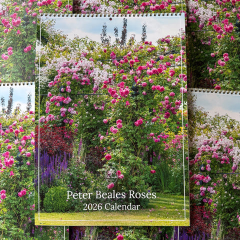 Roses wall calendar with pink and white blooms; cover text reads "2026 Calendar".