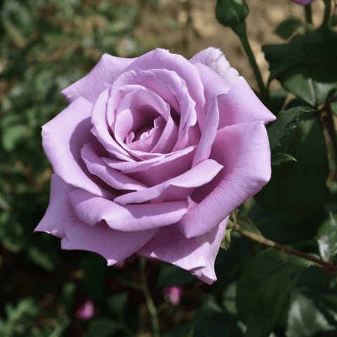 Lilac-lavender rose bloom with tightly layered petals and surrounding green leaves