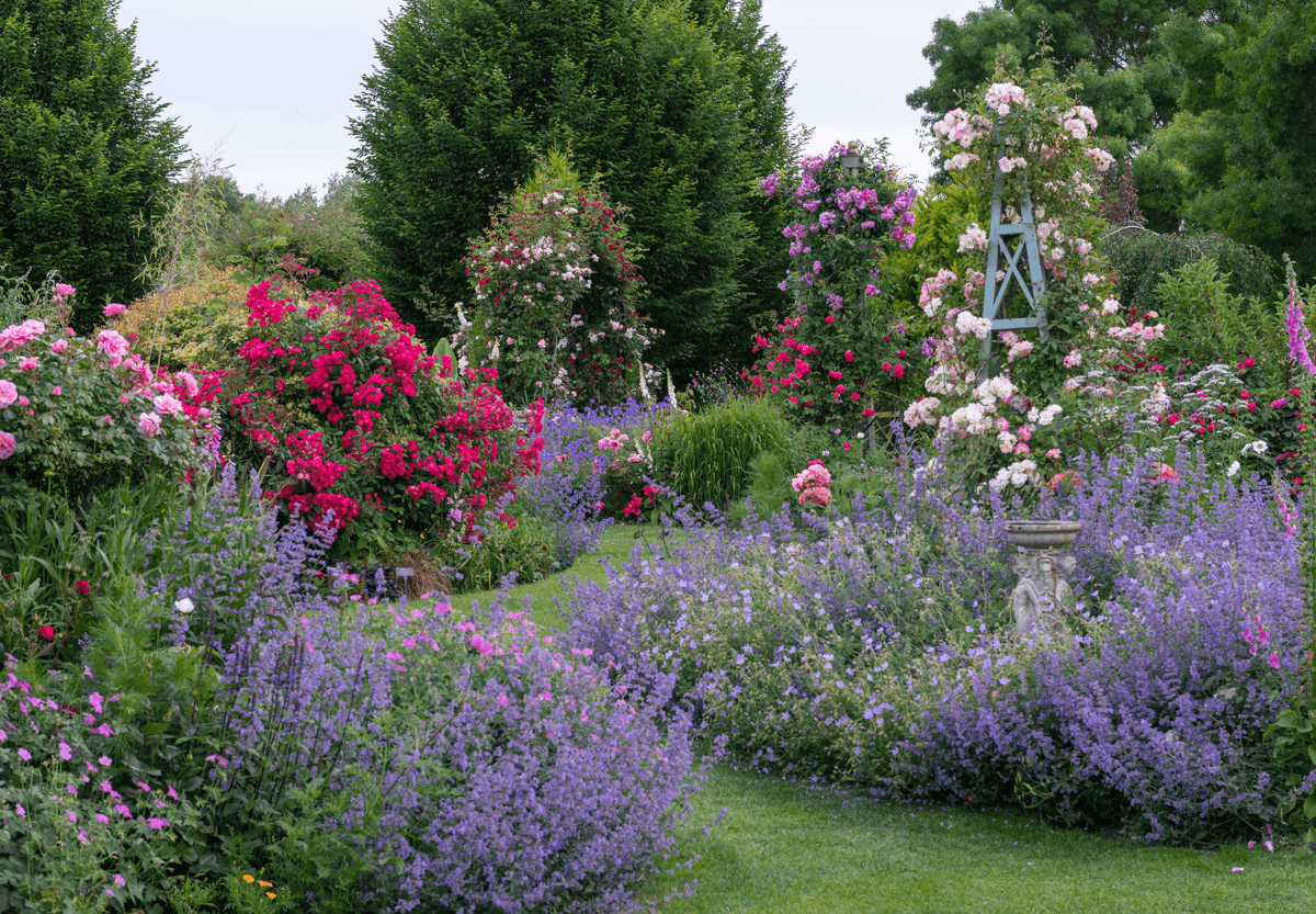 Rose Gardens in Bloom