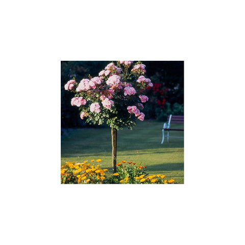 Standard rose tree with pink and light-purple blooms on a bare stem