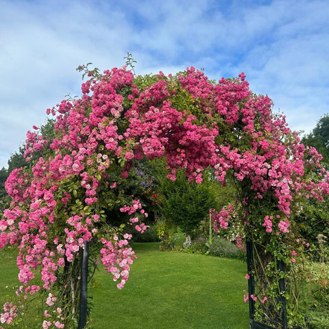 Pink rambler rose with dense arching clusters of double blooms and green foliage