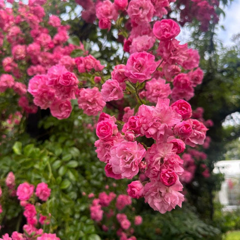 Pink rambler rose flowers with layered double petals in tight branching clusters