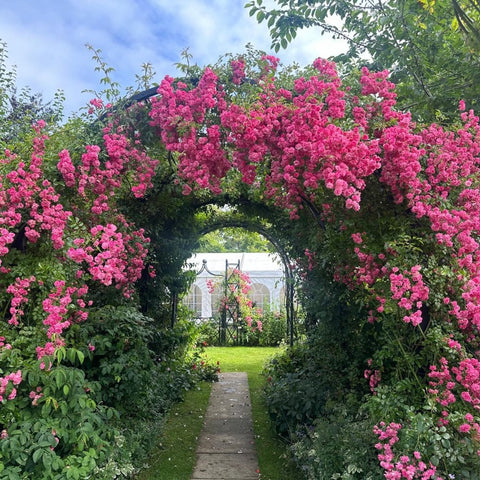 Pink rambler rose flowering arch with dense blooms and glossy green leaves