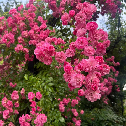 Pink rambler rose blooms on arching branches with glossy green foliage