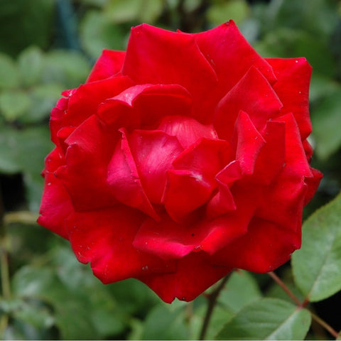 Red rose bloom with layered petals and pointed tips