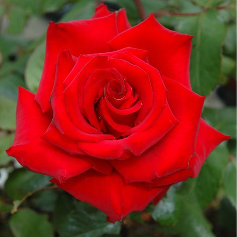 Red rose bloom with spiral center and flared outer petals