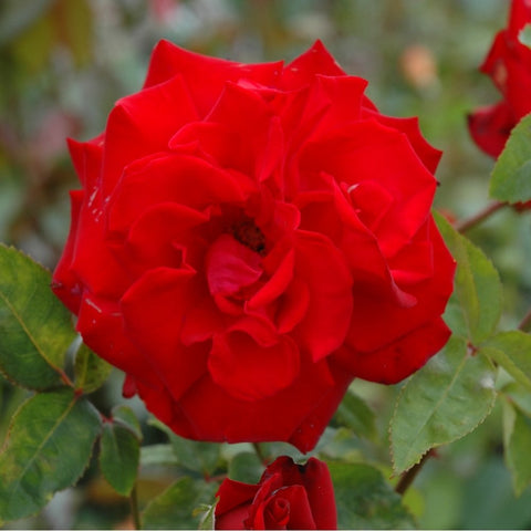 Red rose bloom with ruffled petals and green leaves on stems