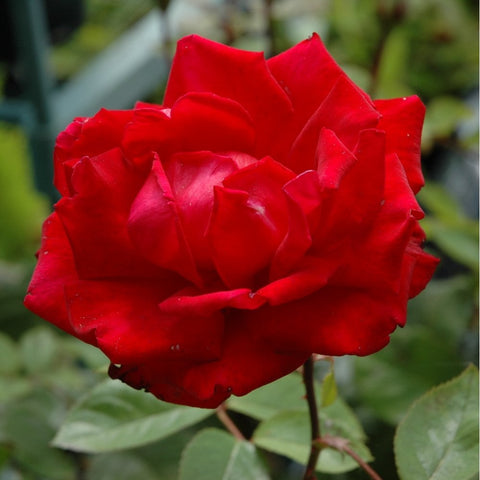 Red rose bloom with dense, layered petals