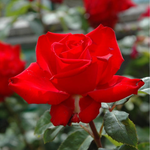 Red rose flower with wide petals and nearby green leaves