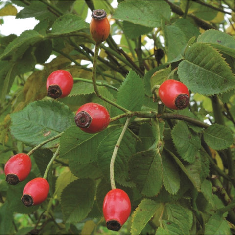 Red rose hips on green stems with serrated leaves