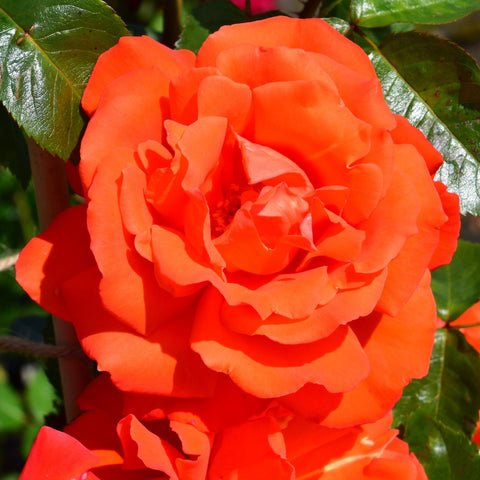 Orange-red rose bloom with layered petals and green leaves