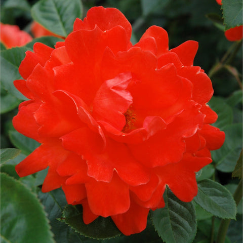 Vivid orange-red rose bloom with ruffled petals and green leaf edges