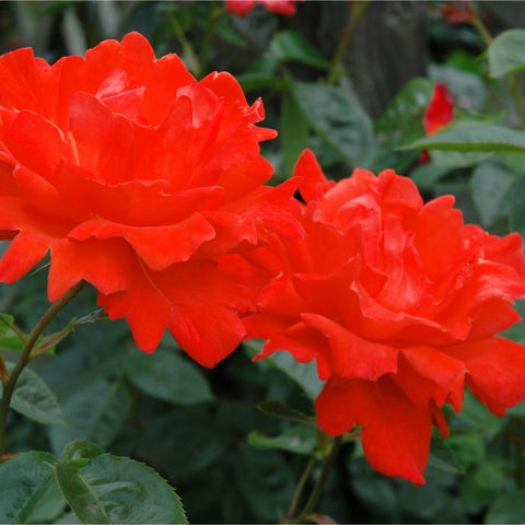 Orange-red double rose flowers on stems with green serrated leaves