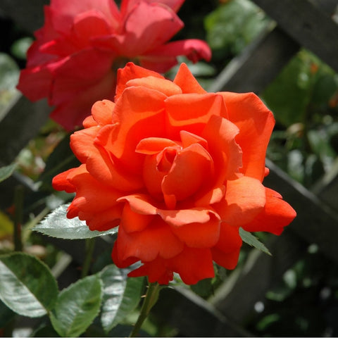 Orange rose bloom with cupped petals and green leaves on stem