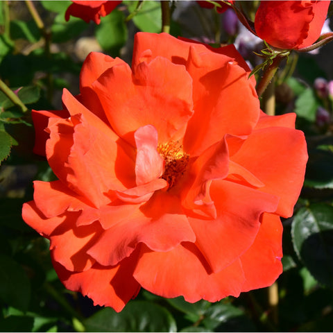 Orange-red rose bloom with visible center and layered petals