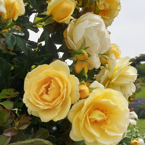 Cluster of pale yellow and cream rose flowers with green foliage