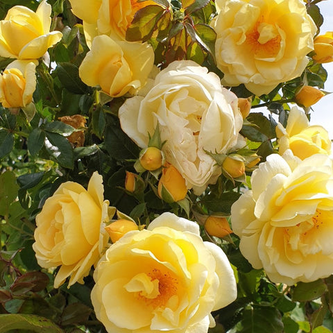 Mixed cluster of white and pale yellow roses on green shrub leaves