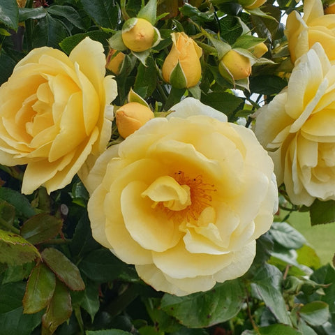 Creamy yellow rose flowers with layered petals and green leaves