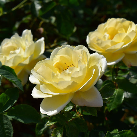 Pale yellow and white rose blossoms with green leaf stems