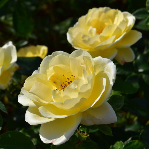 Yellow-cream rose flower with ruffled petals and green leaves