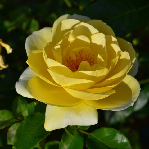 Large yellow rose blossom with layered petals and green leaves