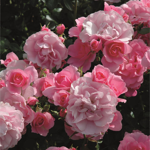 Pink rose bush with multiple layered blooms and green leaves.