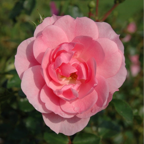 Pale pink rose bloom on a rose bush with green leaves, close-up.