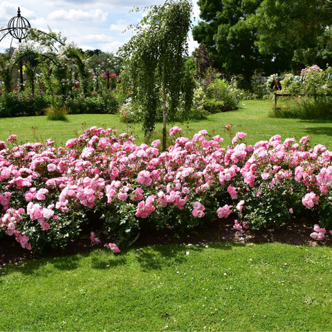 Pink rose bush shrub with many blooms and green foliage in a garden bed.