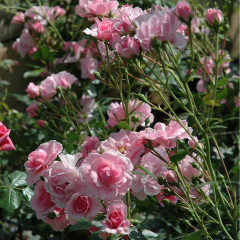 Pink rose bush with ruffled double flowers and buds on green stems.
