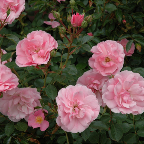 Pink rose bush with multiple round double blooms and glossy green leaves.