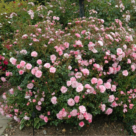 Pink rose bush planting with dense flowering shrub rows and green foliage.