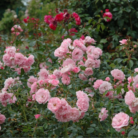 Pink rose bush with abundant ruffled flowers and buds on leafy stems.