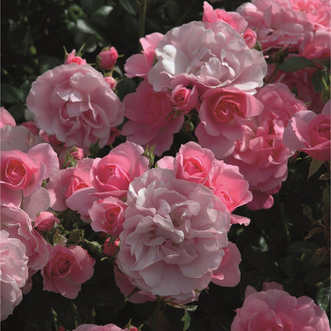Pink and white rose bush with double blooms and green leaves