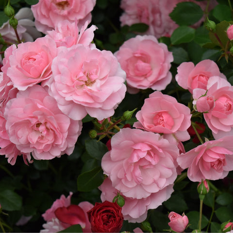 Cluster of pale pink rose bush double blooms with yellow centers and green leaves