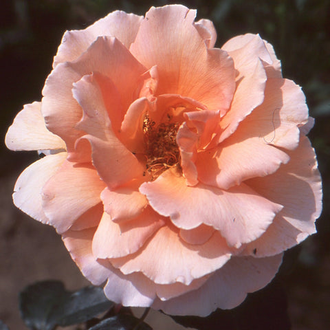 Light peach double rose bloom with layered petals and visible stamen center.