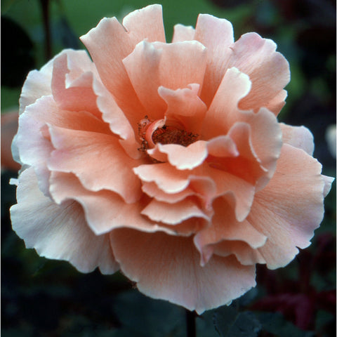 Pale pink double rose bloom with ruffled petals and dark center detail.