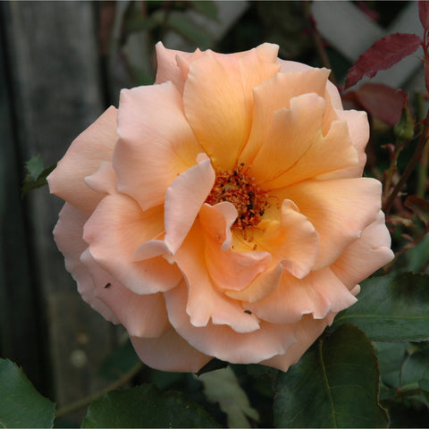 Apricot and pale pink rose flower with layered petals on green leaves.