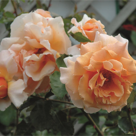 Two peach and cream rose blooms on stems with dark green leaves.