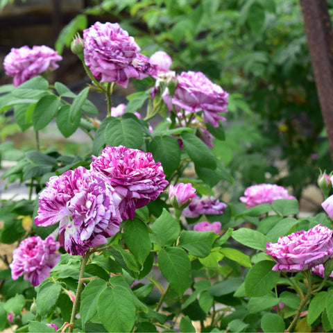 Kasteel Hex rose plant with multiple magenta-pink striped blossoms and green foliage