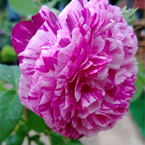 Kasteel Hex rose bloom close-up, vivid pink-and-white striped ruffled petals
