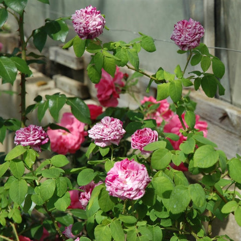 Kasteel Hex rose shrub with many pink double blooms and serrated green leaves