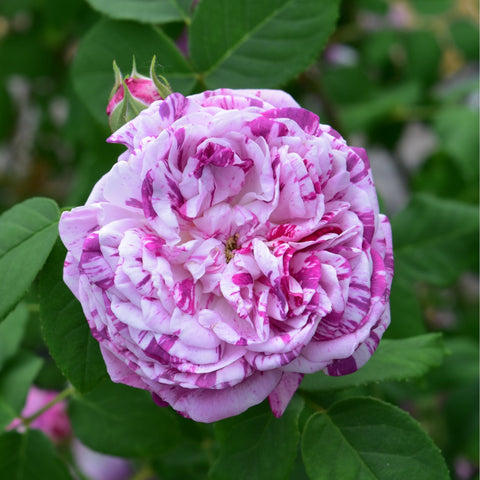 Kasteel Hex rose bloom on green leaves, light petals with pink speckled stripes