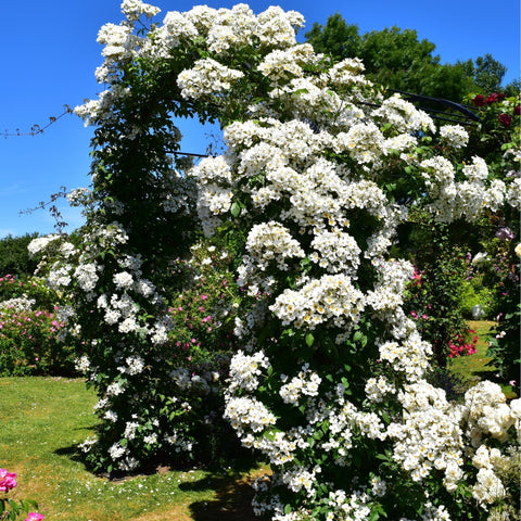 Kiftsgate Superior rose bush with many white blossoms and green leaves