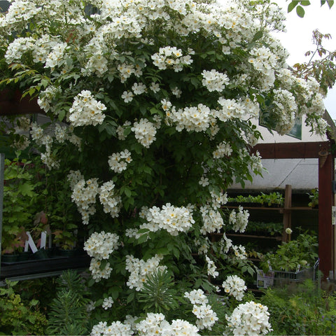 Kiftsgate Superior rose covering a garden fence with white flower clusters