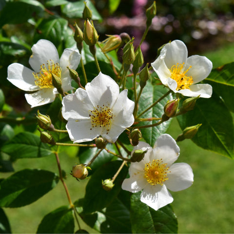 Kiftsgate Superior rose close-up of white blooms with yellow centers and green buds
